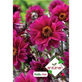 Arzuman 30 Adet Dahlia Çiçek Tohumu