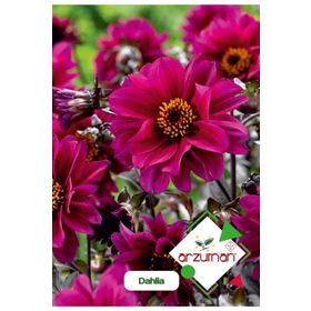 Arzuman 30 Adet Dahlia Çiçek Tohumu