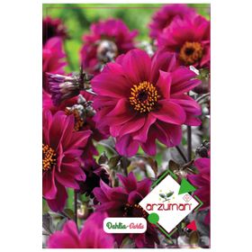 Arzuman 30 Adet Dahlia Çiçek Tohumu
