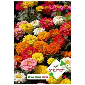 Arzuman 30 Adet Zinna Çiçek Tohumu