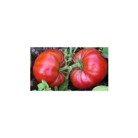 Arzuman 5 gr Super Yerli Marmande Domates Tohumu
