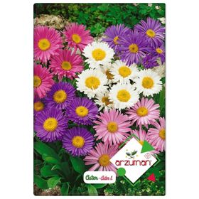 ARZUMAN 50 Adet Aster Çiçeği Tohumu