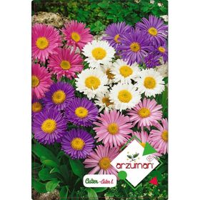 ARZUMAN 50 Adet Aster Çiçeği Tohumu
