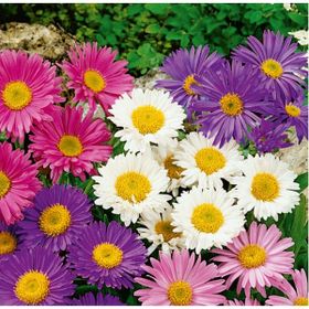 Arzuman 50 Adet Aster Çiçek Tohumu
