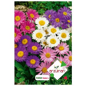 Arzuman 50 Adet Aster Çiçek Tohumu