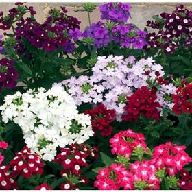 Arzuman 50 Adet Mine Verbena Çiçek Tohumu