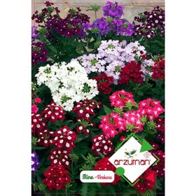 Arzuman 50 Adet Mine Verbena Çiçek Tohumu