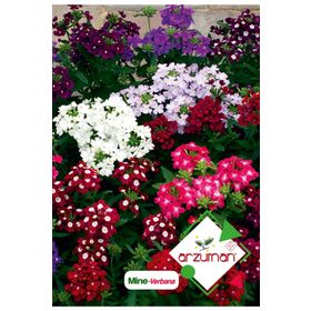 Arzuman 50 Adet Mine Verbena Çiçek Tohumu