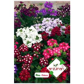 Arzuman 50 Adet Mine Verbena Çiçek Tohumu