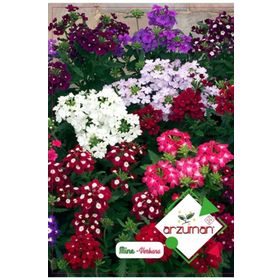 Arzuman 50 Adet Mine Verbena Çiçek Tohumu