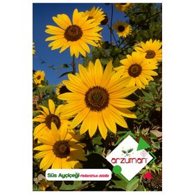 Arzuman 50 Adet Süs Ayçiçeği Tohumu