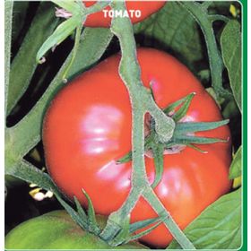 Arzuman 500 Adet Marmande Domates Tohumu