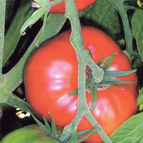 Arzuman 500 Adet Marmande Domates Tohumu