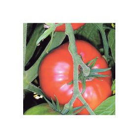 Arzuman 500 Adet Marmande Domates Tohumu