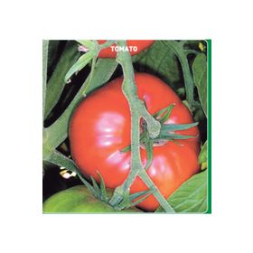 Arzuman 500 Adet Marmande Domates Tohumu