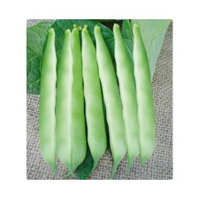 Arzuman 50gr Fasulye Oturak Tohumu