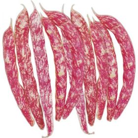 Arzuman 50gr Oturak Barbunya Tohumu