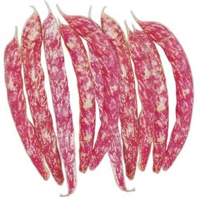 Arzuman 50gr Oturak Barbunya Tohumu
