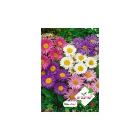 Arzuman Aster 50 Adet Tohum