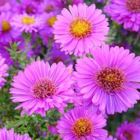 Arzuman Aster 50 Adet Tohum