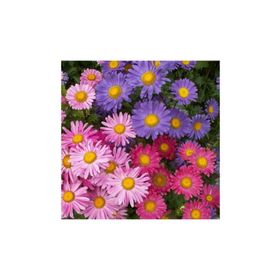 Arzuman Aster 50 Adet Tohum