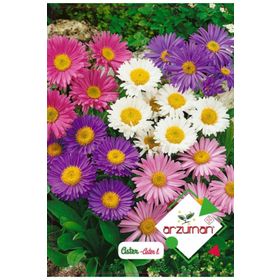 Arzuman Aster 50 Adet Tohum