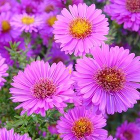 Arzuman Aster 50 Adet Tohum