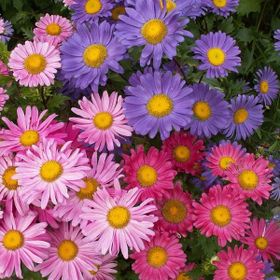 Arzuman Aster 50 Adet Tohum
