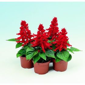 Arzuman Ateş Çiçeği Salvia Splendes 30 Adet Tohum