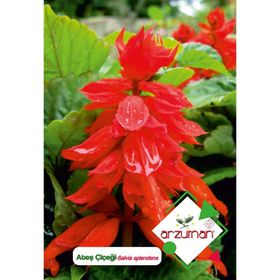 Arzuman Ateş Çiçeği Salvia Splendes 30 Adet Tohum