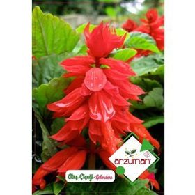 Arzuman Ateş Çiçeği Salvia Splendes 30 Adet Tohum