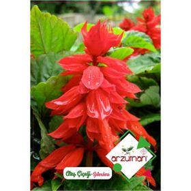 Arzuman Ateş Çiçeği Salvia Splendes 30 Adet Tohum
