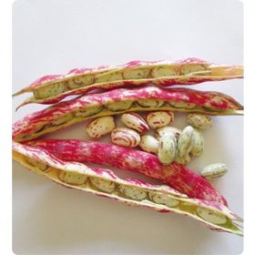 Arzuman Barbunya Sırık 50 gr Tohum