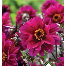 Arzuman Dahlia 30 Adet Yıldız Çiçeği Tohumu