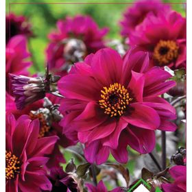 Arzuman Dahlia 30 Adet Yıldız Çiçeği Tohumu
