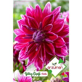Arzuman Dahlia 30 Adet Yıldız Çiçeği Tohumu