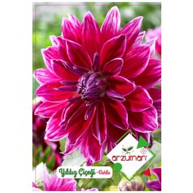 Arzuman Dahlia 30 Adet Yıldız Çiçeği Tohumu