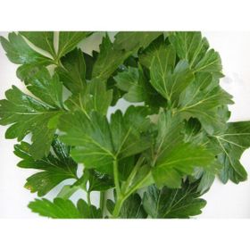 Arzuman D`Giant İtaliana Maydanoz İthal 10 gr Tohum