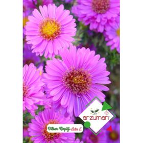 Arzuman Dilber Kirpiği Aster 50 Adet Tohum