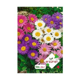 Arzuman Dilber Kirpiği Aster 50 Adet Tohum