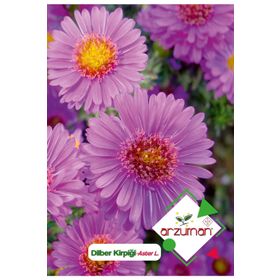 Arzuman Dilber Kirpiği Aster 50 Adet Tohum