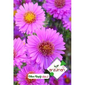 Arzuman Dilber Kirpiği Aster 50 Adet Tohum