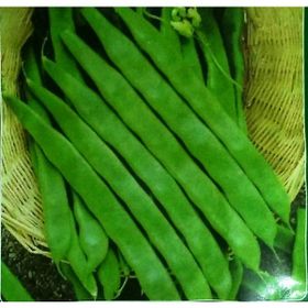 Arzuman Fasulye Geniş Helda 50 gr Tohum