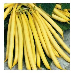 Arzuman Fasulye Hanımteni Turşuluk 50 gr Tohum