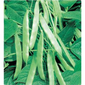 Arzuman Fasulye Sırık 50 gr Tohum