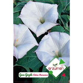 Arzuman Gece Güzeli Datula 15 Adet Tohum