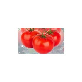 Arzuman H-2274 Sebze Domates Tohumu