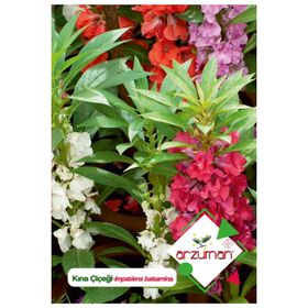 Arzuman Impatiens Balsamina 30 Adet Kına Çiçek Tohumu