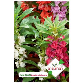 Arzuman Impatiens Balsamina 30 Adet Kına Çiçek Tohumu