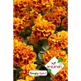 Arzuman Karagöz Çiçeği Tagetes 50 Adet Tohum